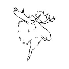 Vector hand drawn illustration of a moose isolated on a white background. A sketch of animal in engraving style.
