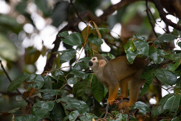 Close up Common Squirrel Monkey, Saimiri Sciureus