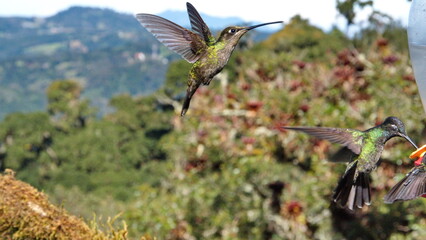 Female talamanca hummingbird (Eugenes spectabilis) in flight at the high altitude Paraiso Quetzal...