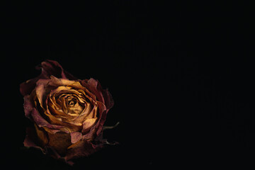 Roses Macro close up multicolored orange dried rose bloom bouquet in ceramic retro vase Black background