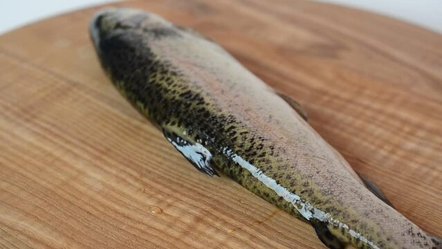 Trout on a turntable board. Shooting of fish.