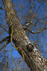 Wooden birdhouse hanging on old tree in winter forest, vertical picture