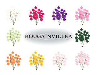 Different colors of bougainvillea flowers