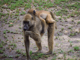 Cape aka chacma baboon mother with her baby in Hwange National Park, Zimbabwe