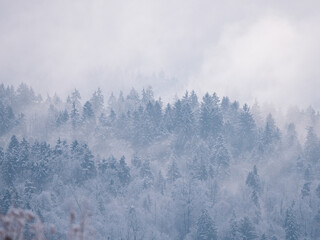 Snowy forest treetops peeking through misty remains of winter snowstorm clouds