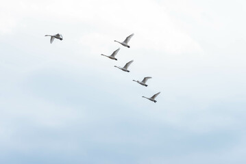 Snow Geese flying south across the blue sky in Mid Jan St Louis, MO 2023.