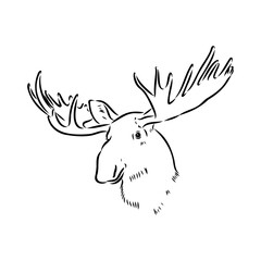 Vector hand drawn illustration of a moose isolated on a white background. A sketch of animal in engraving style.