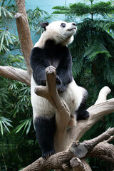 Close up Cute Panda in Singapore Zoo