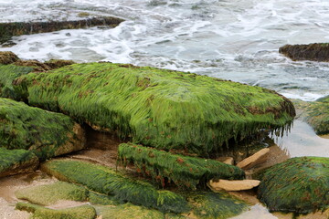 Algae on the rocks on the shores of the Mediterranean Sea in northern Israel.