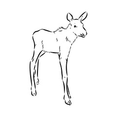 Vector hand drawn illustration of a moose isolated on a white background. A sketch of animal in engraving style.