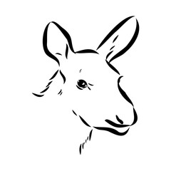 Vector hand drawn illustration of a moose isolated on a white background. A sketch of animal in engraving style.