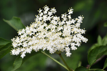 Elderberry blooms in nature