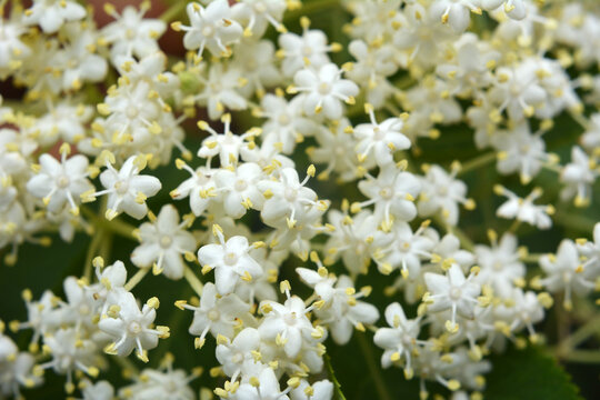 Elderberry blooms in nature