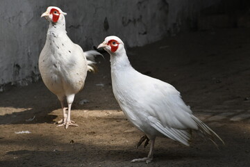 white rooster on the farm