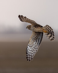 Female Northern Harrier