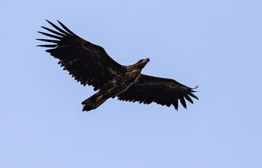 White-tailed Sea Eagle at Öland Sweden