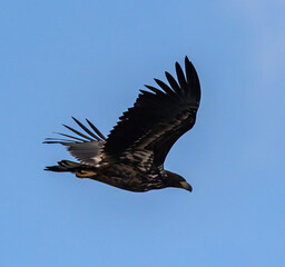 White-tailed Sea Eagle at Öland Sweden