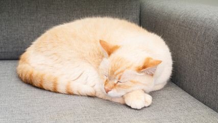 Fototapeta na wymiar Pastel orange mixed breed cat sleeping on grey sofa. Atmospheric moments lifestyle.