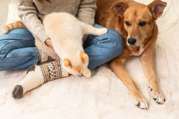 Festive socks on legs and cute mixed breed playful red dog and cat on carpet.
