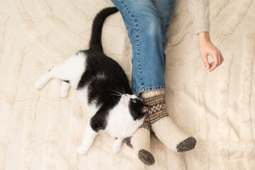 Festive socks on legs and cute mixed breed playful white and black cat on carpet.