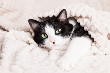 Black and white green eyes mixed breed cat under light beige plaid.