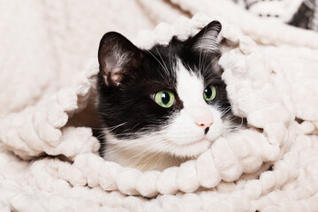 Black and white green eyes mixed breed cat under light beige plaid.