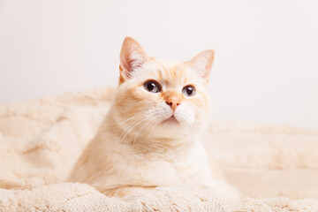 Cute mixed breed blue eyes cat on beige plaid. Pets care and welfare concept.