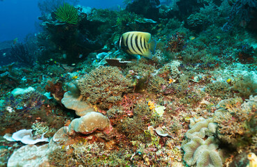 Naklejka na ściany i meble Bright and colorful underwater life of fish and corals in the world's oceans