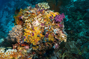 Bright and colorful underwater life of fish and corals in the world's oceans