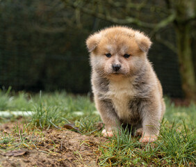 portrait chiot akita assis en extérieur !