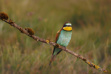 Abejaruco -Merops apiaster