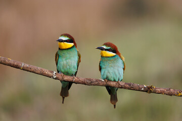 Abejaruco -Merops apiaster