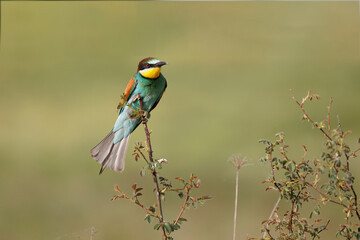 Abejaruco -Merops apiaster