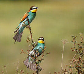 Abejaruco -Merops apiaster