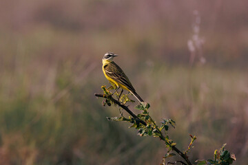 Lavandera cascadeña -Motacilla cinerea