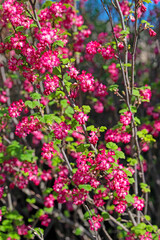 Blühende Blut-Johannisbeere, Ribes sanguineum, im Frühling