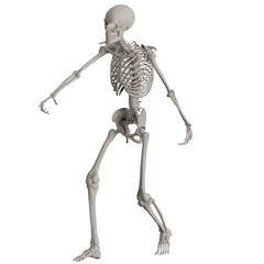 skeleton posing 3d render illustration with transparent background	