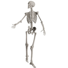 skeleton posing 3d render illustration with transparent background	