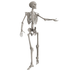skeleton posing 3d render illustration with transparent background	