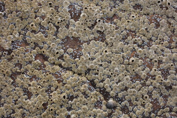 Rock on the shore covered with barnacles - Coral beach - Applecross - Highlands - Scotland - UK