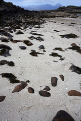 Coral beach with view on the Cuillins mountain range - Applecross - Highlands - Scotland - UK