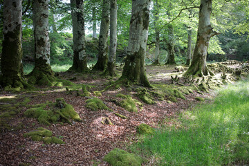 Forest - Applecross estate - Highlands - Scotland - UK