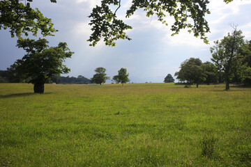 Fototapeta premium Forest - Applecross estate - Highlands - Scotland - UK