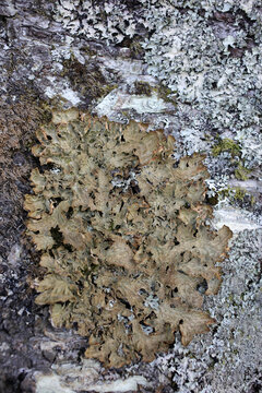Lobaria pulmonaria - Tree lungwort - Lung lichen - Lung moss - Lungwort lichen - Oak lungs - Oak lungwort - Lichen on tree bark