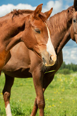 Naklejka premium portrait of beautiful chestnut sportive colt in meadow with his mom. sunny summer day