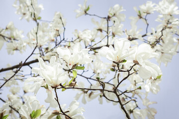 White magnolia flowers on a magnolia branch. Blooming tree on a spring day. Nature