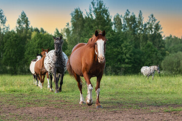 Herd of horses running home from the pasture
