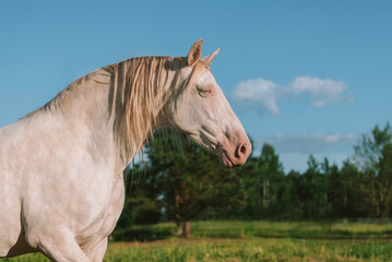 Perlino andalusian breed horse in summer