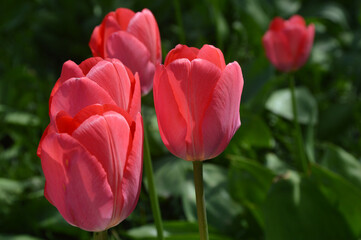 Flowers of red tulips on green leaves. Spring flowers in a flowerbed in a city park.