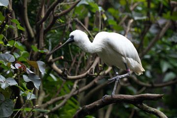 Close up Black-faced spoonbill